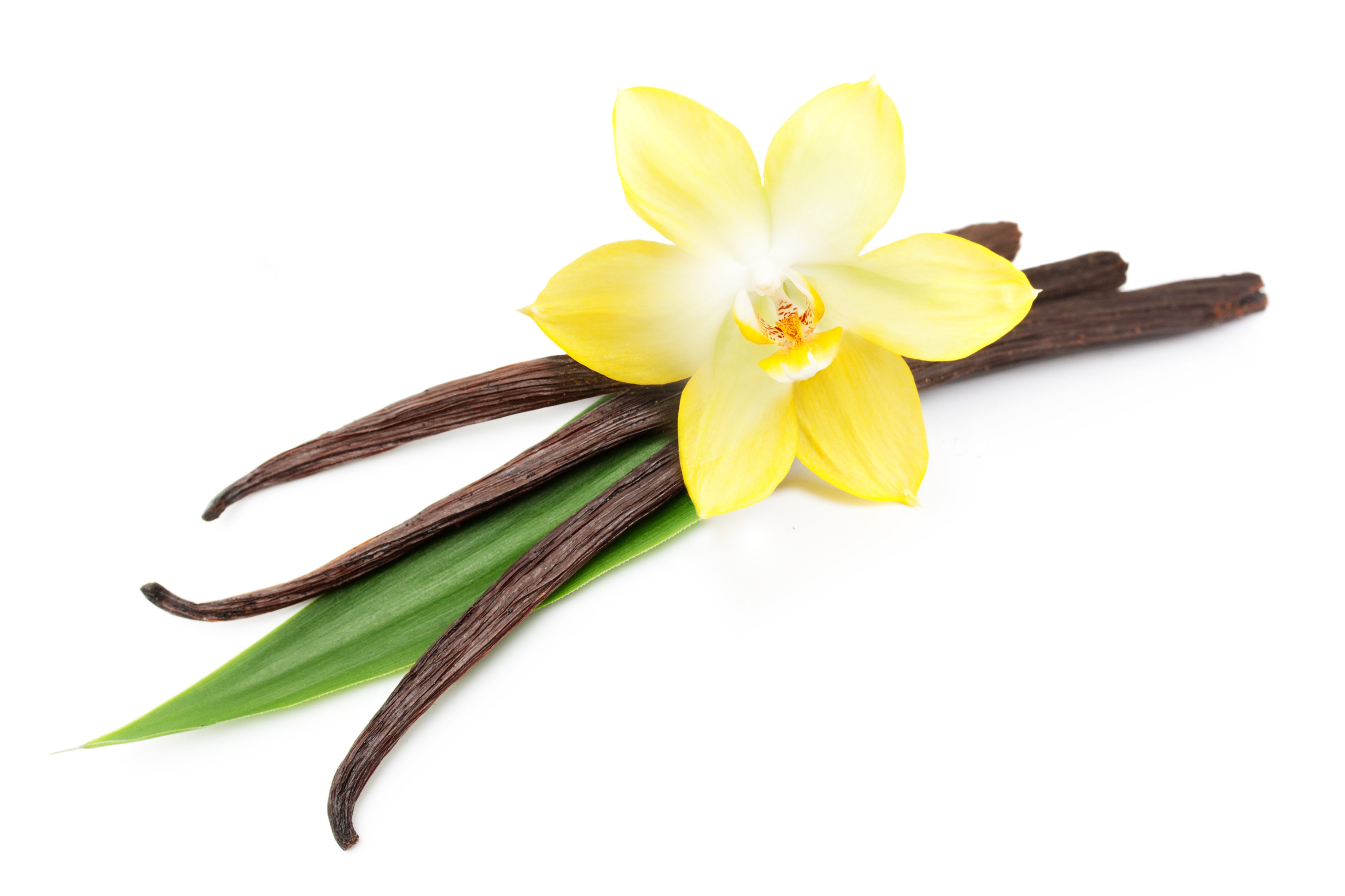 Vanilla beans and yellow orchid flower