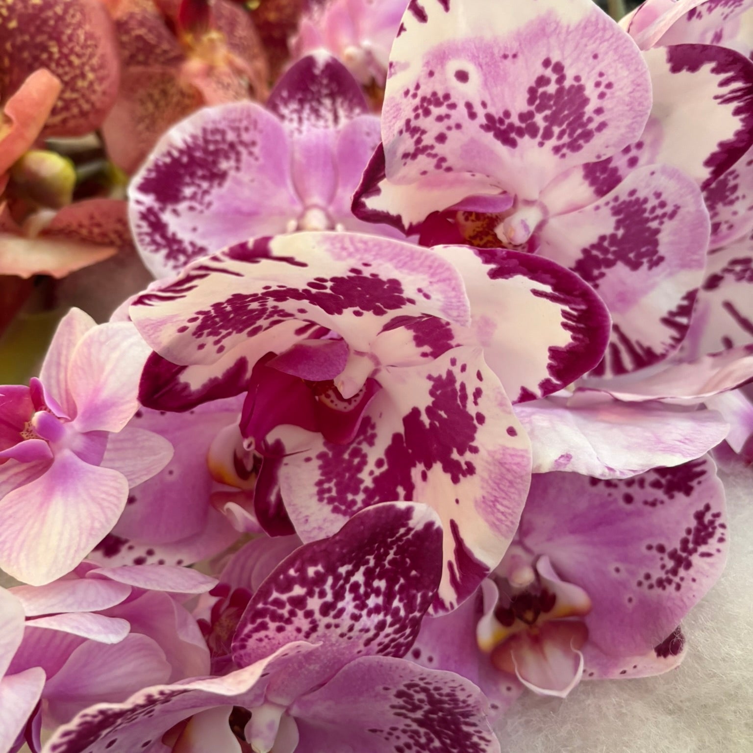 Close-up of purple and white spotted orchid blooms — Kinkette luxury kink-inspired candle ingredients and care
