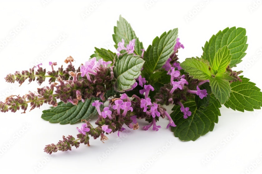 Fresh patchouli herb with purple flowers and green leaves — fragrance note in Kinkette kink-inspired candles