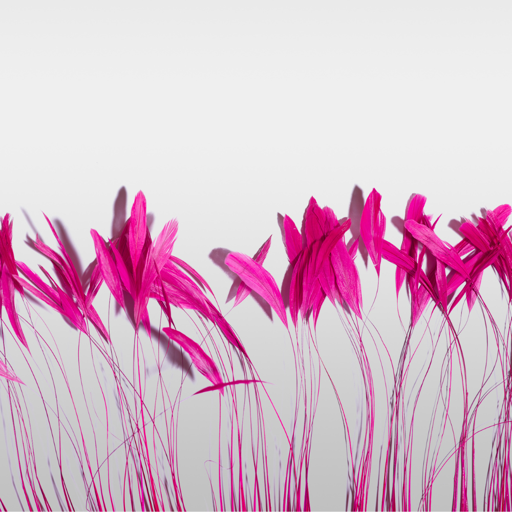 Hot pink feathers on white background — Kinkette candle bundles collection image