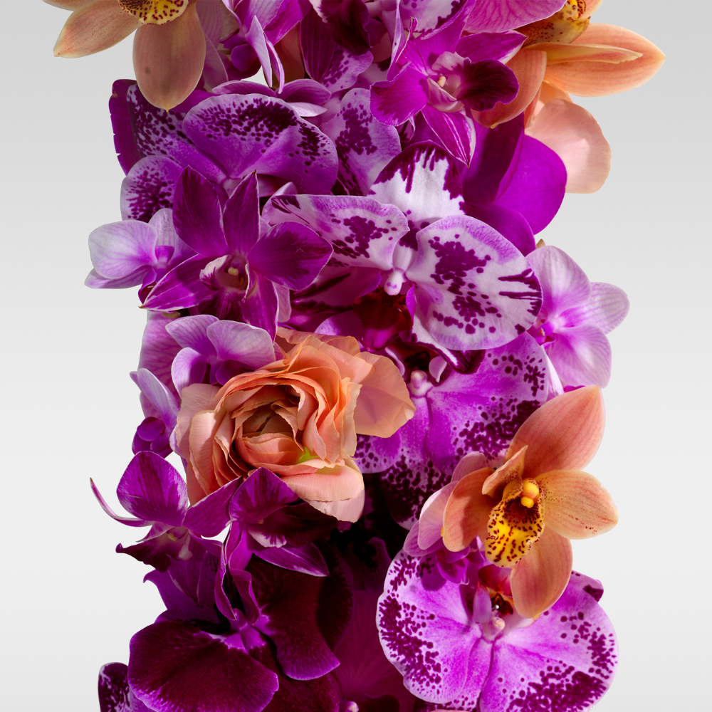 Column of purple and peach orchids against white background — Kinkette Discovery Candles collection