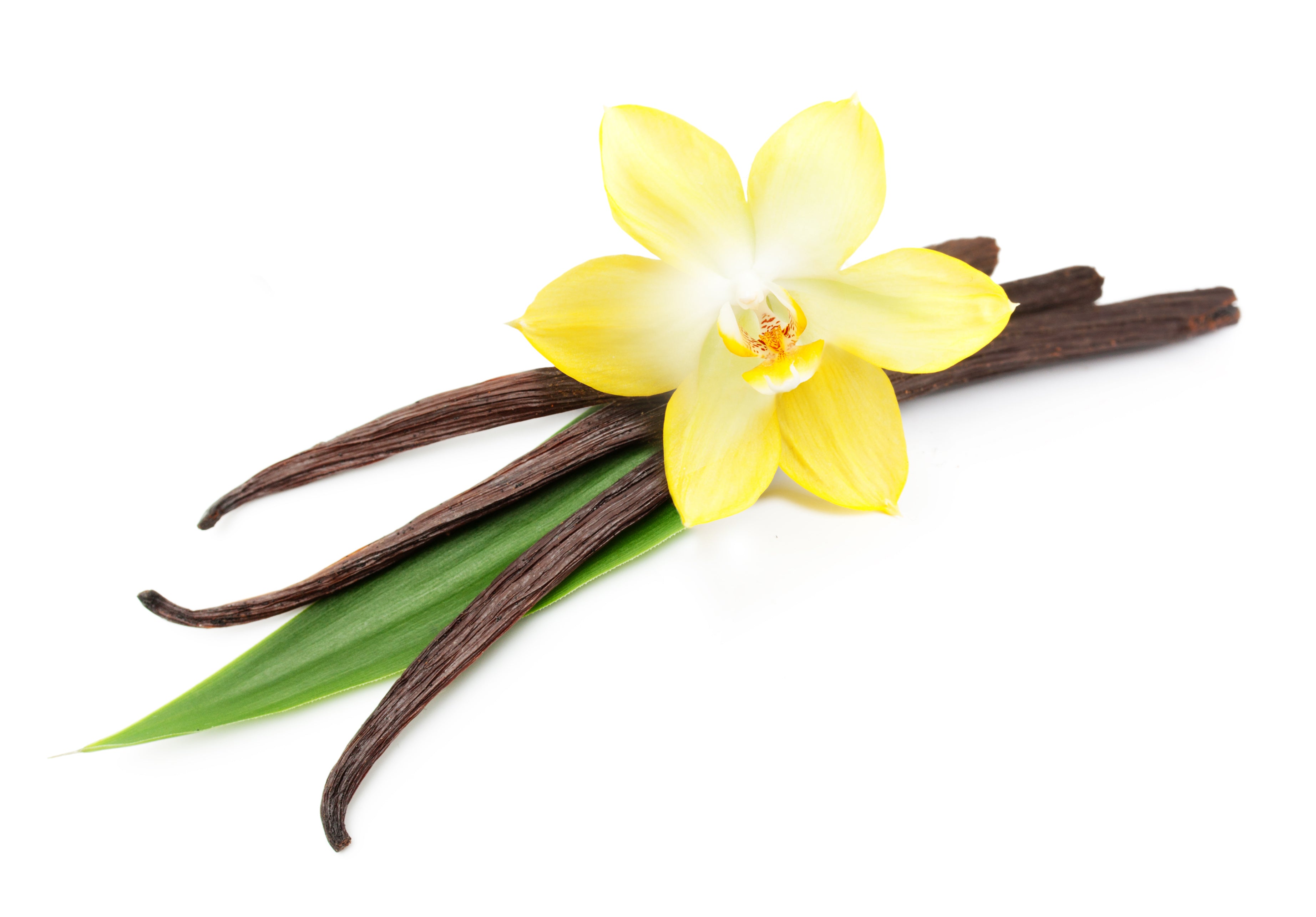 Vanilla beans and yellow orchid flower