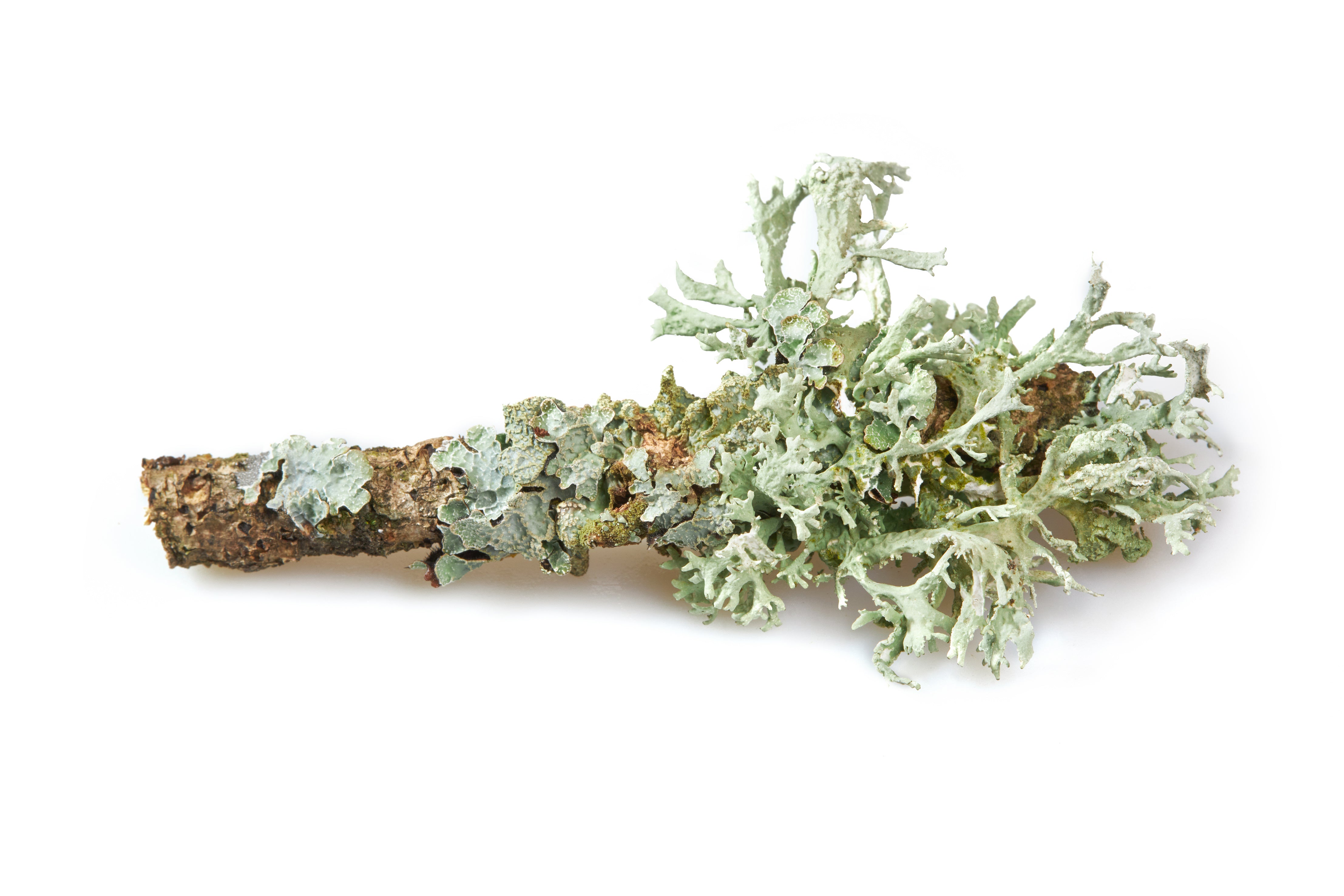 Oakmoss lichen on branch against white background — earthy base note in Kinkette luxury kink-inspired fragrance