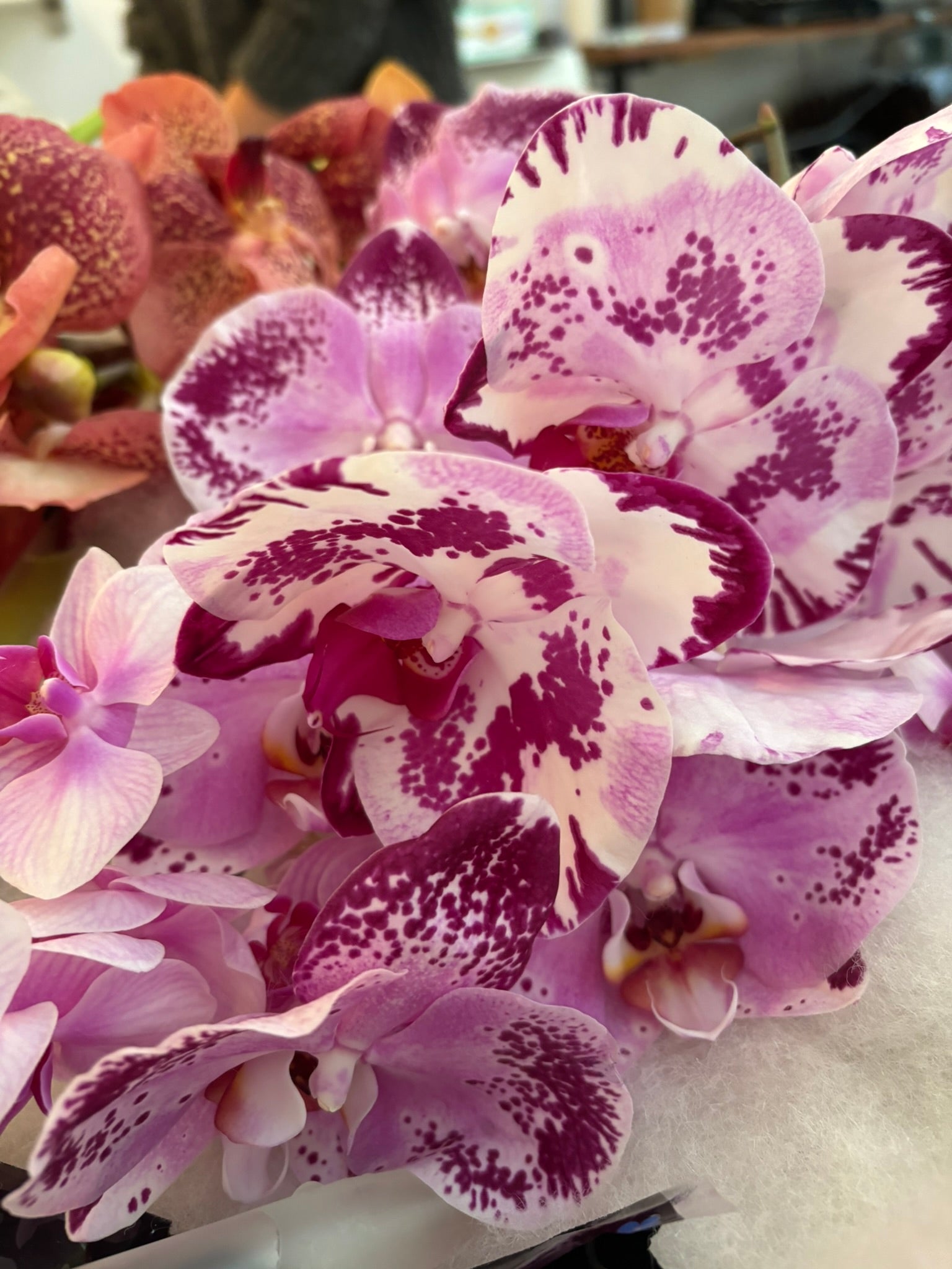 Close-up of purple and white spotted orchid blooms — Kinkette luxury kink-inspired candle ingredients and care