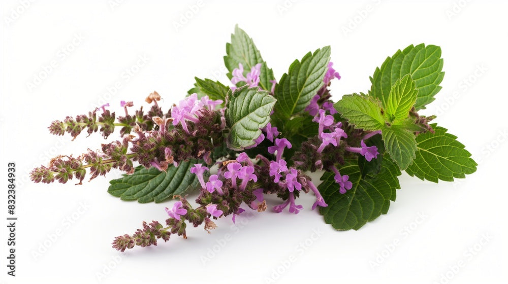 Fresh patchouli herb with purple flowers and green leaves — fragrance note in Kinkette kink-inspired candles